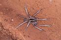 Miturga_ZZ345_D3446_Z_88_E. of Nuendah homestead_Australie